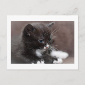 Kitten Postkarte