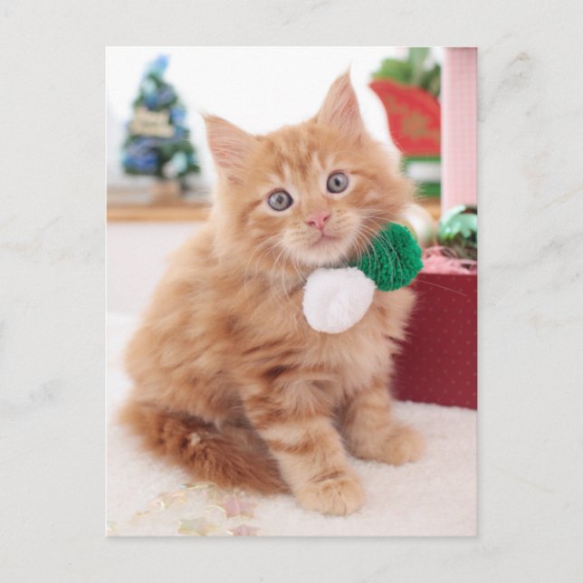 Kitten Postkarte (Vorderseite)