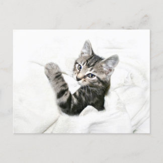 Kitten Postkarte