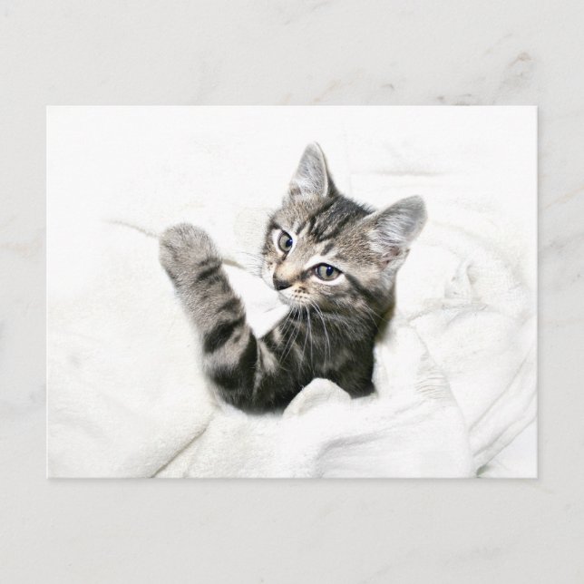 Kitten Postkarte (Vorderseite)
