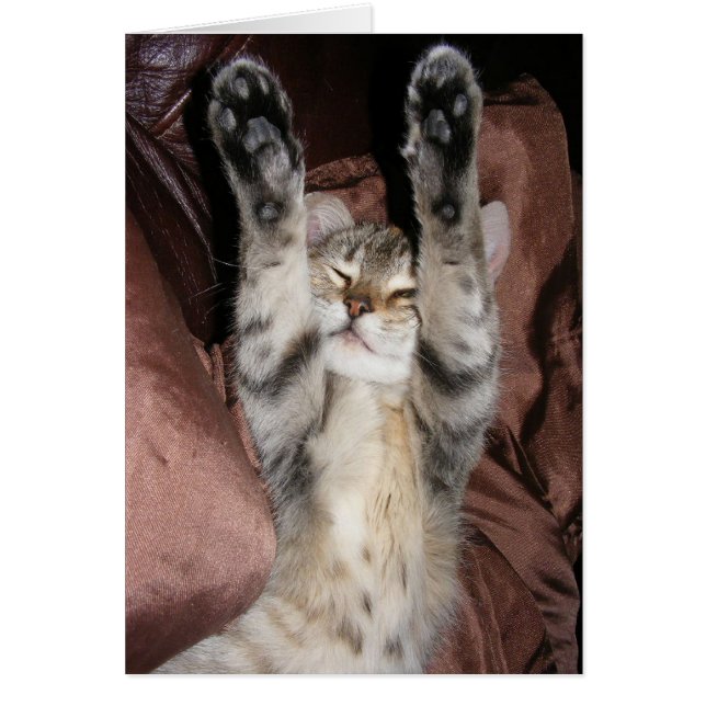 Kitten Power Card (Vorne)