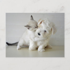 Kitten Puppy Postcard Postkarte