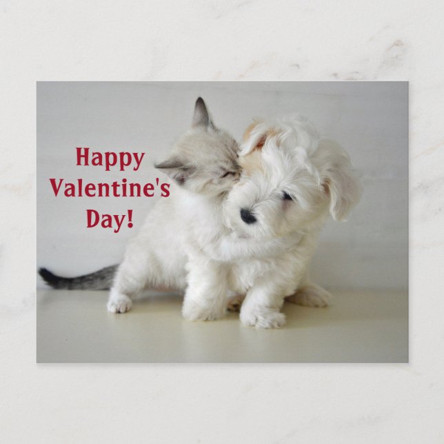 Kitten Puppy Valentine's Day Postkarte (Vorderseite)