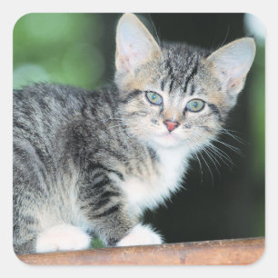 Kitten Quadratischer Aufkleber