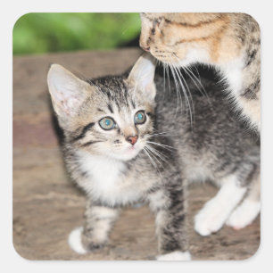Kitten Quadratischer Aufkleber