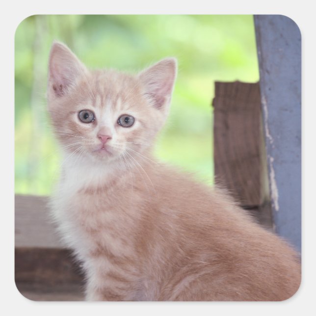 Kitten Quadratischer Aufkleber (Vorderseite)