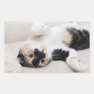 Kitten Rechteckiger Aufkleber