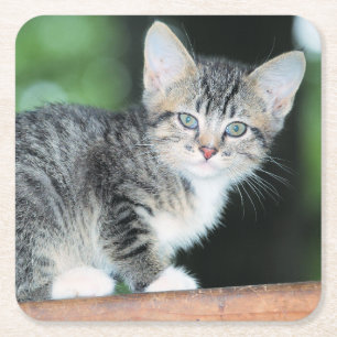 Kitten Rechteckiger Pappuntersetzer