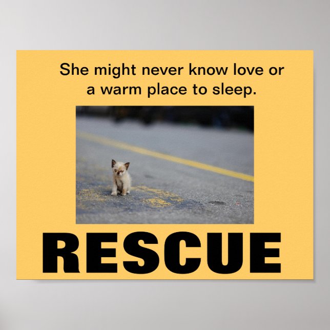 KITTEN RESCUE POSTER (Vorne)