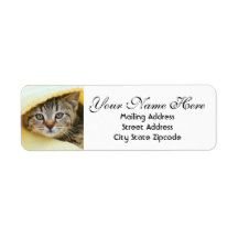 Kitten-Rücksendeadresse verbergen