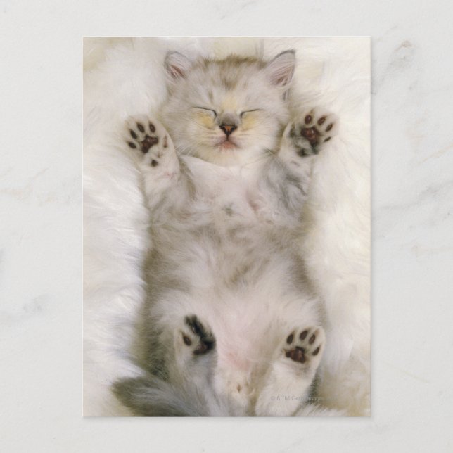 Kitten Schlafen auf einem weißen Teppichboden, hoc Postkarte (Vorderseite)