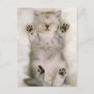 Kitten Schlafen auf einem weißen Teppichboden, hoc Postkarte