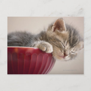 Kitten Schlafen in Bowl Postkarte