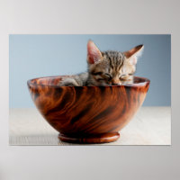 Kitten Schlafen in einer Schüssel