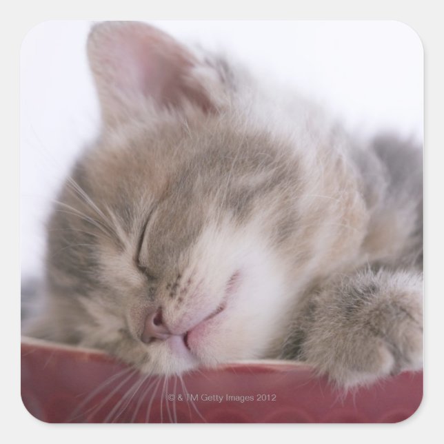 Kitten Schlafen in Schüssel 2 Quadratischer Aufkleber (Vorderseite)