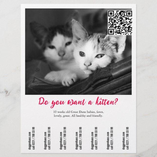 Kitten Selling Flyer (Vorne)