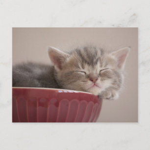 Kitten Sleeping In A Bowl Postkarte