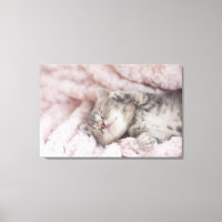 Kitten Sleeping on Towel