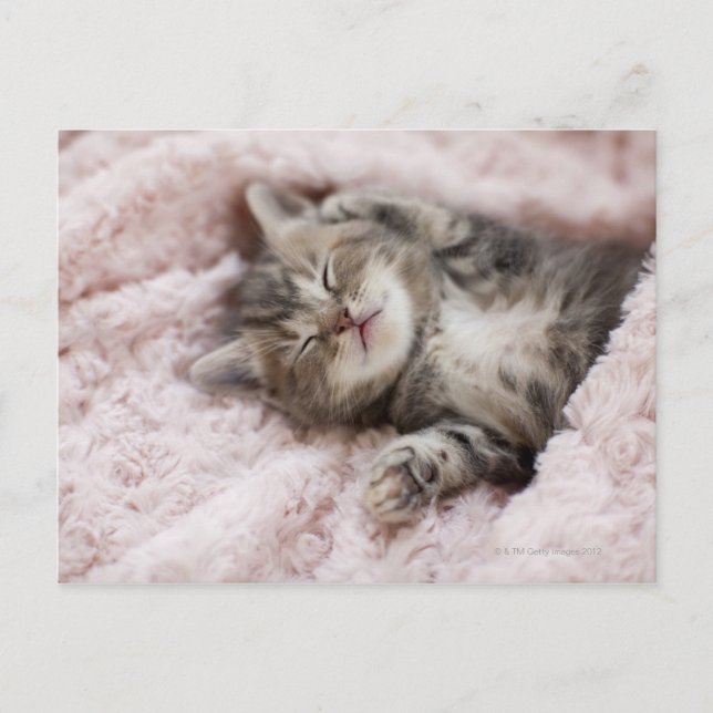 Kitten Sleeping on Towel Postkarte (Vorderseite)