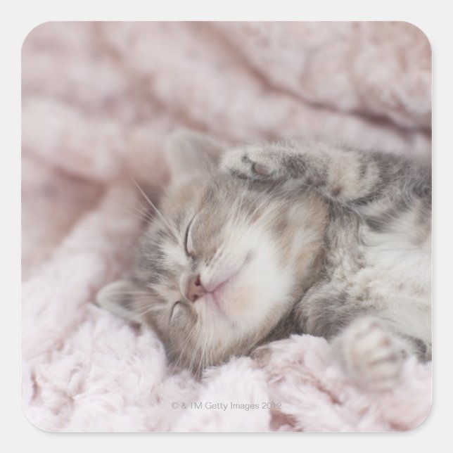 Kitten Sleeping on Towel Quadratischer Aufkleber (Vorderseite)
