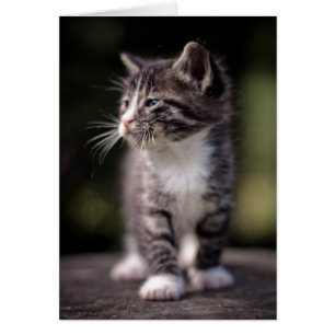Kitten Standing Tall