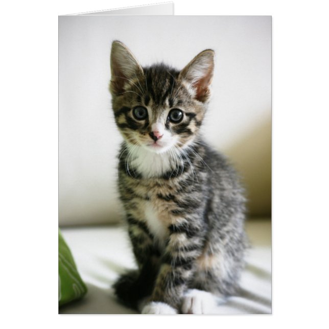 Kitten Stare (Devant)