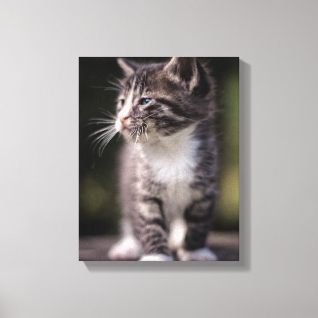 Kitten Stehend Tall Leinwanddruck (Vorderseite)