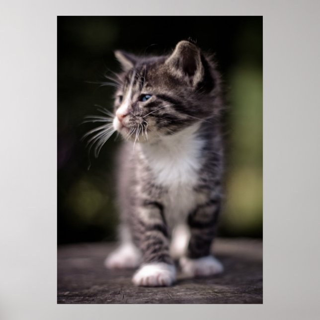 Kitten Stehend Tall Poster (Vorne)
