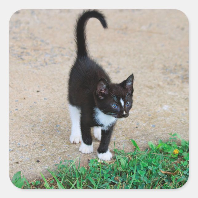 Kitten Sticker (Vorderseite)