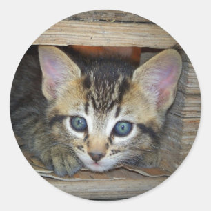 Kitten Sticker