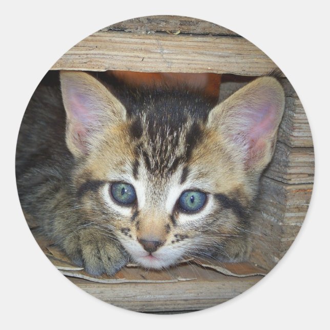 Kitten Sticker (Vorderseite)