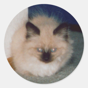 Kitten Sticker