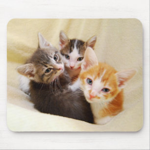 Kitten Trio Mousepad