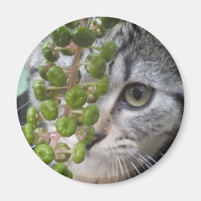 Kitten verbergen magnet (Vorne)