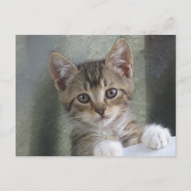 Kitten verbergen postkarte (Vorderseite)