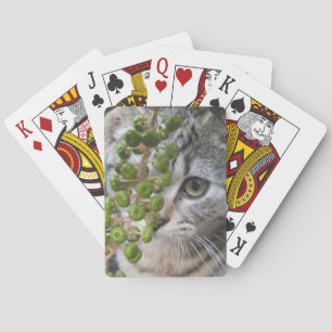 Kitten verbergen spielkarten