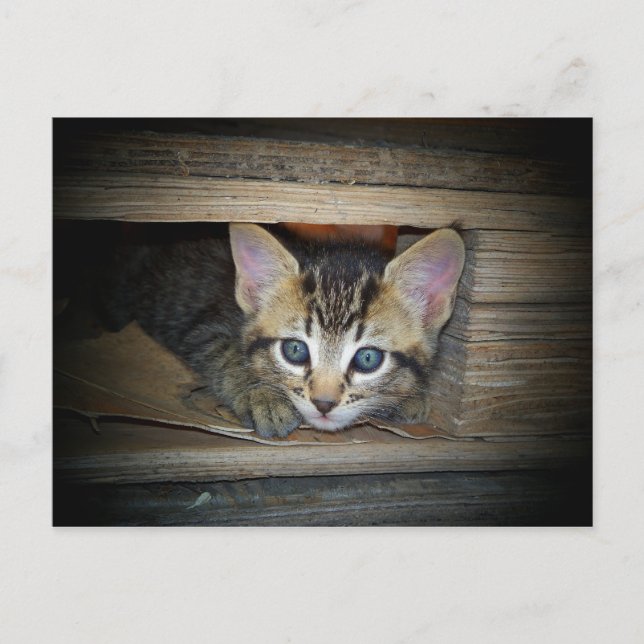 Kitten versteckt postkarte (Vorderseite)