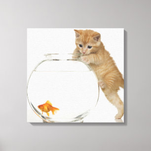 Kitten versucht, einen Goldfisch zu bekommen Leinwanddruck