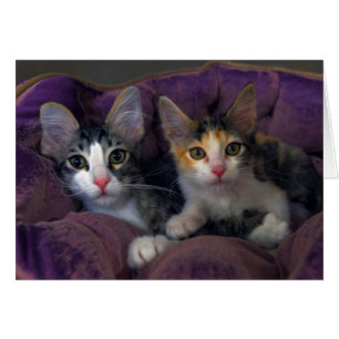 Kittenpaare in einem Lila Bett