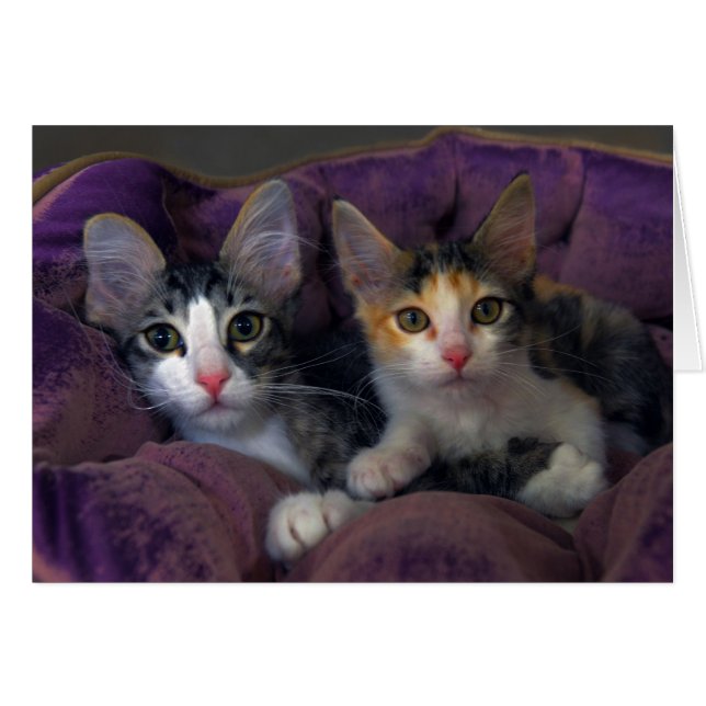 Kittenpaare in einem Lila Bett (Vorderseite (Horizontal))