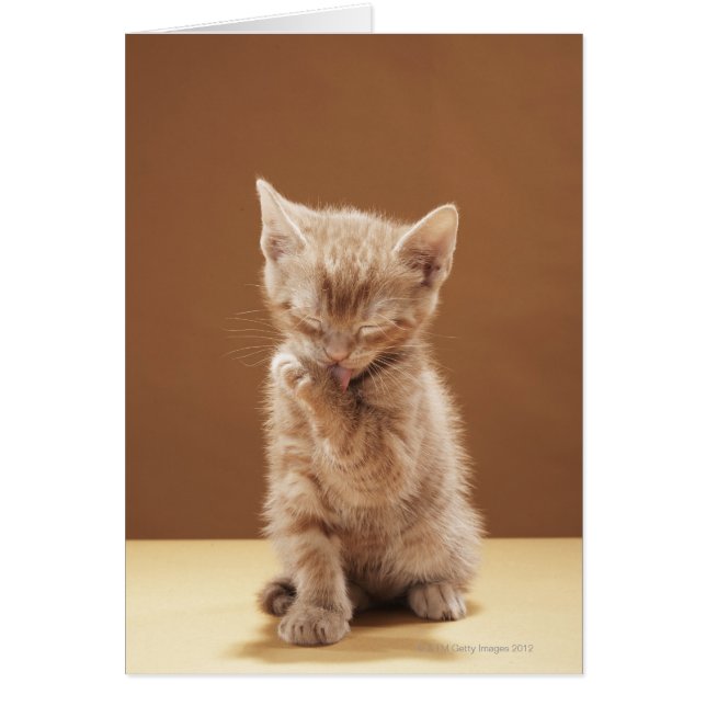 Kittenpflege (Vorne)