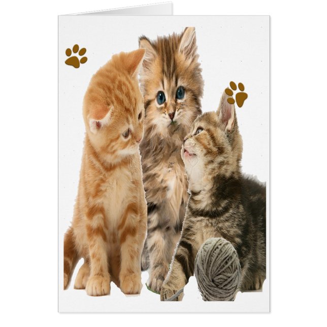 Kittens at play products (Vorne)