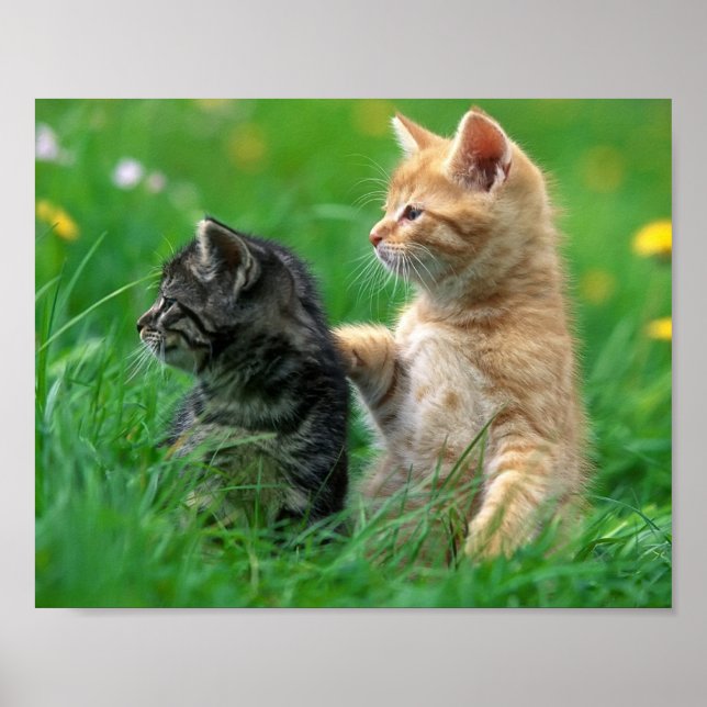 Kittens Poster (Vorne)
