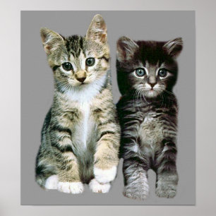 Kittens Poster