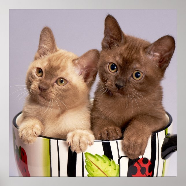 Kittens Poster (Vorne)