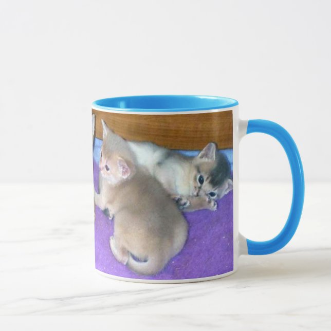 Kittens sechs Wochen alte Abessinier Tasse (Rechts)