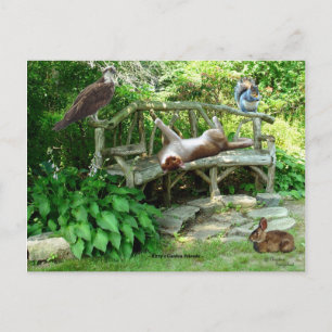 Kittens Wildlife Friends Postcard Postkarte