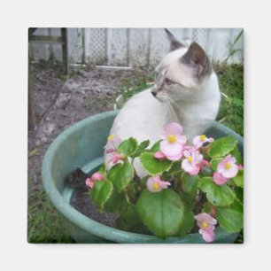 Kittie und Blumen-Topf Magnet
