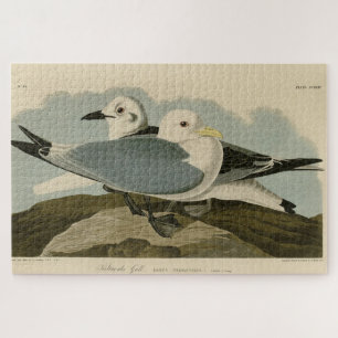 Kittiwake Gull von Audubons Vögeln von Amerika