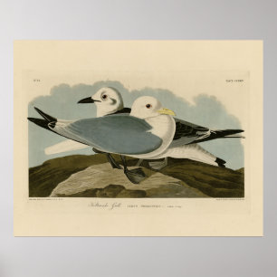 Kittiwake Gull von Audubons Vögeln von Amerika Poster